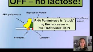 Prokaryotic Gene Expression [upl. by Juliet]