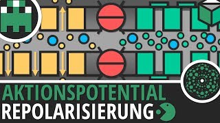 Aktionspotential Repolarisierung einfach erklärt│Biologie Lernvideo│Learning Level Up [upl. by Eisyak673]