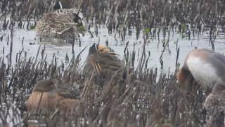 Baikal Teal RSPB Greylake 130224 [upl. by Metah]