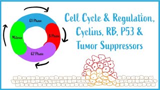 Cell Cycle amp Regulation Mitosis Cyclins RB P53 amp Tumor Suppressors USMLE Esssentials [upl. by Holle]