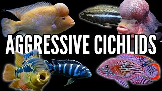 Top 10 Most Aggressive Cichlids [upl. by Dianemarie]