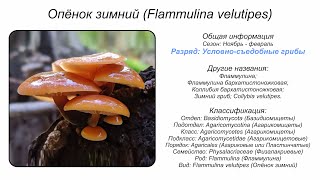 Опёнок зимний Flammulina velutipes [upl. by Ieppet]