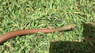 Yellow faced Whip Snake at the Old Folks Home [upl. by Eltsirc]