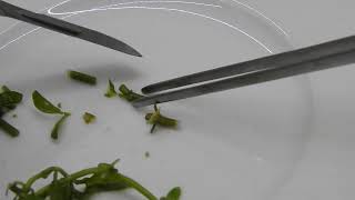 Phase 2  Tissue culture  micropropagation explant [upl. by Imtiaz]