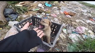 The poor puppy was left in the landfill no one was around crying and feeling sorry for himself [upl. by Marquis637]