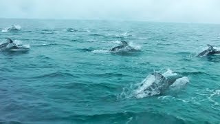 Amazing dolphin stampede in Gwaii Haanas [upl. by Eikcuhc]