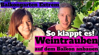 Weinrebe auf dem Balkon anbauen So klappt es  Balkongarten Extrem Update zur Balkon Weinrebe [upl. by Coady]