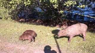 Capivara ataca na Lagoa 15 03 2014 [upl. by Nhguavoj]