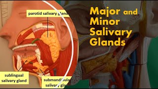 Major Salivary Glands Their Ducts and Saliva [upl. by Kerwin279]