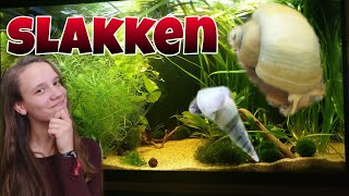 SLAKKEN in het AQUARIUM wat te doen met een SLAKKENPLAAGNickey [upl. by Henig]