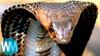 Top 10 TERRIFYING Snakes That Will Probably KILL You [upl. by Yellehs]