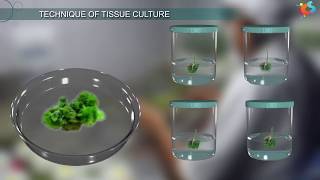 Tissue Culture [upl. by Elletsirhc]