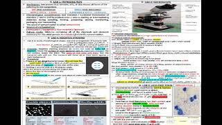 SHEET FINAL REVISION GENERAL MICROBIOLOGY شرح بالعربي [upl. by Kokaras631]