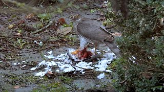 KRAHUJEC OBECNÝ Accipiter nisus Eurasian sparrowhawk [upl. by Elvira597]