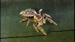 Large Jumping Spider Marpissa muscosa  AKA Fencepost jumper [upl. by Lachus]