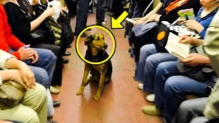 ¡Perro policía se niega a salir del autobús ¡Lo que hizo el conductor sorprendió a todos [upl. by Hada]