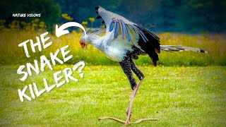 The Secretary Bird  The snake killer  Nature Visions [upl. by Drusy360]