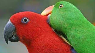 How Do Birds Have Sex We Investigated [upl. by Ruperta]