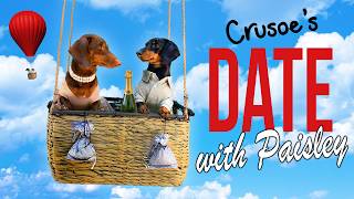 Ep 4 Crusoe the Dachshunds Date with Paisley CuteFunny Dog Date [upl. by Enilrek]