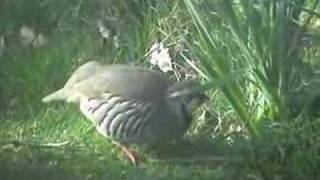 Redlegged Partridge Alectoris rufa [upl. by Chelsey]