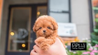 Live Teddybear Amazing Poodle Teddy  Rolly Teacup Puppies [upl. by Furey430]