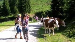 Wildschönau Almsommer mit Käse amp Kräutern Wandern zur Schönanger Alm [upl. by Helbonia436]