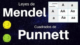 Ejemplo de cuadros de Punnett [upl. by Natsyrk]