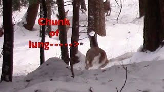 NY Muzzleloader Season Last Day Part 2 [upl. by Bashuk]