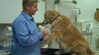 Heartworm Tests Naperville IL Woodridge IL Bolingbrook IL Plainfield IL 630 3556164 [upl. by Reilly]