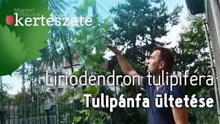 Tulipánfa ültetése  Liriodendron tulipifera  Megyeri Szabolcs Kertészet Nyúl [upl. by Eelsew]