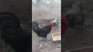 Man develops World Leading Chicken [upl. by Asilim]