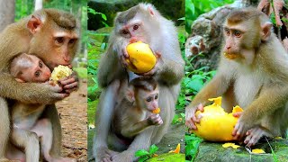 Best Video of Lexi Baby Gets Sharing Food Eating Yummy Lovely Monkey Lexi Is Very Clever [upl. by Erapsag]