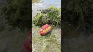 TOUR THE WILD SIDE INTERTIDAL EXPLORATION 🦀🏝️ [upl. by Ximenez]