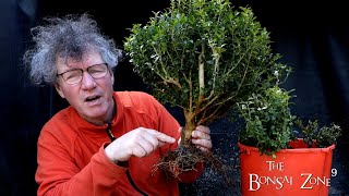 Styling and Planting a Boxwood Forest The Bonsai Zone April 2022 [upl. by Chas]