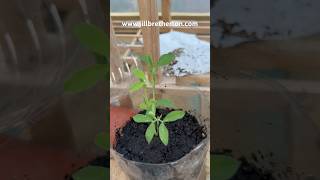 Update on October down sweet peas Check out my masterclass video [upl. by Nawotna414]