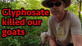 Glyphosate  The Weed Killer that KILLED our goats 🐐 [upl. by Ambrosius]