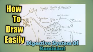 Digestive system of ruminants class 7 diagram  digestive system of ruminant animals drawing [upl. by Martie]