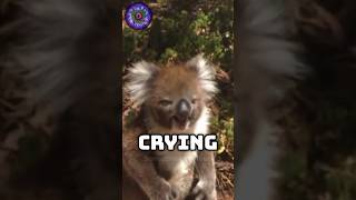 Why Koalas Cry [upl. by Ama]