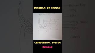 Labelled diagram of human urinogenital system of female [upl. by Richart]