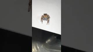 Won’t a JUMPING spider just jump away the spider jumping 😂 jumpingspider phidippusregius [upl. by Anyaled]