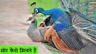 मोर कैसे संबंध बनाते हैं Amazing Facts About Peacock [upl. by Emearg801]