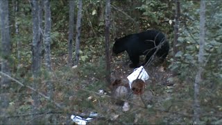 Wisconsin Black Bear With a Bow Crazy loud Death Moan [upl. by Dor]