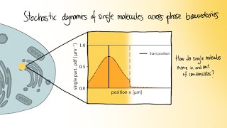 How do single molecules move in and out of condensates [upl. by Jonis849]