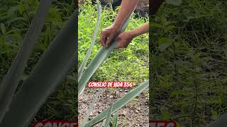 Grabé la penca de Maguey tu nombre [upl. by Xer]