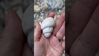 Ancient Gastropod Snail Fossil  Surface Find while Hunting North Texas Creek Fossils [upl. by Amadus]