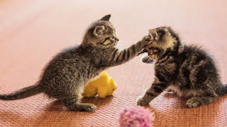 20 Minutes of Adorable Kittens 😍  BEST Compilation [upl. by Flita]