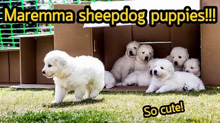 ลูกหมาสุดน่ารัก Adorable Maremma Sheepdog puppies 2020 [upl. by Ogait626]