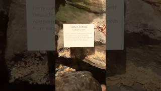 National Museum of Natural History Washington USA 🇺🇸  nationalmuseum touristplace ytshorts [upl. by Thaddaus817]