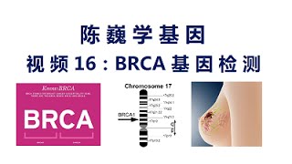 【陈巍学基因】视频16：BRCA基因检测 [upl. by Juback]