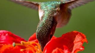 Hand feeding hummingbirds  Raw Video [upl. by Alton]